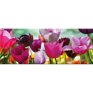 artissimo Glasbild Glasbild 80x30cm Bild aus Glas Blumen Tulpen bunt farbenfroh, Natur und Blumen: Blumenwiese im Frühling bunt|lila