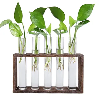 Jucoan Reagenzglas Vase mit 5 Rohr für Hydrokultur Pflanzen Hydroponik Glasvase mit Holz Halter Plant Terrarium Kleine Vasen Deko Set Vintage Glas Reagenzgläser Tischvase für Büro Haus Garten Dekor