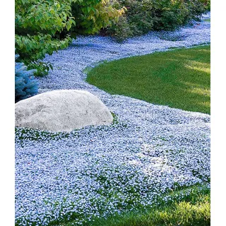 BALDUR Garten 3x Winterharte Bodendecker-Pflanze Isotoma 'Blue Foot®' , Pflanzen im 9x9 cm-Topf, Isotoma fluviatilis, trittfest, Blauer Bubikopf G...