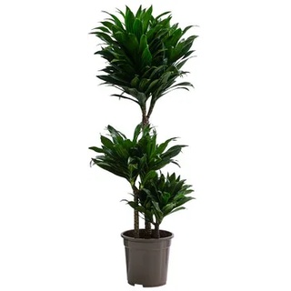 Drachenbaum - Dracaena deremensis compacta, Dunkelgrün