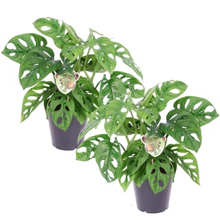 Plant in a Box Monstera 'Monkey Mask' - Affengesicht-Pflanze 2er Set Höhe 25-30cm