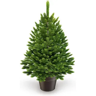 artitree Künstlicher Weihnachtsbaum Nordfichte im Topf 80 cm