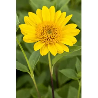 Pflanzen Für Dich Helianthus decapetalus 'Capenoch Star' Stauden Sonnenblume Ca. 11x11 cm Topf
