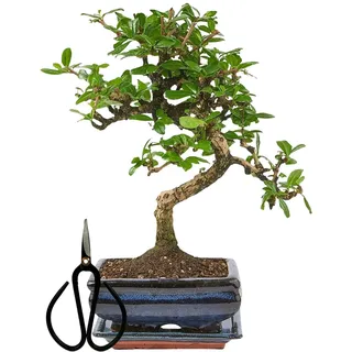 Bonsai Baum mit Keramik Blumentopf ca. 25-35cm hoch, Untersetzer und Schere - Bonsai-Geschenkset - (15 cm Schale ca. 7 Jahre, Bonsai Chinese Carmona)