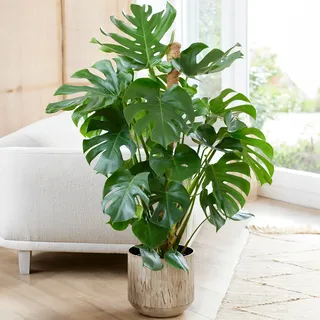 Gardener's Dream große Monstera Deliciosa Topf Pflanze - Fensterblatt Zimmerpflanze, immergrüne, luftreinigende Pflanzen, Größe inkl. Topf 50-60 cm, ideal für Büro, Badezimmer, Wohnzimmer