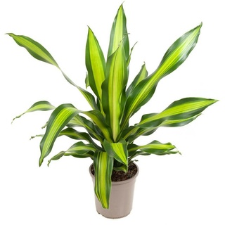 Plant in a Box Drachenbaum Dracaena fragrans Charley Höhe 100-110cm