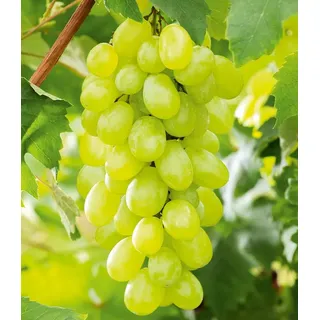 BALDUR Garten 1x Kernlose Tafel-Traube 'New York®', Pflanze im 10 cm-Topf, Weinreben, Vitis vinifera, winterhart, mehrjährig, resistent gegen Krankheiten, Kletterpflanze, essbare Früchte