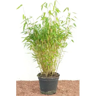 Pflanzen Für Dich Fargesia murieliae Jumbo 40-60 cm