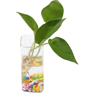 Hydroponische Ampeln Pflanzengefäßen Blumentopf Behälter hängende Glasvasen Zwiebel Form Luft Anlage Terrarium für Wasser Pflanzer Wand Wasserkultur (5)