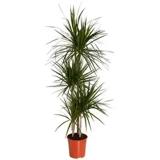 Drachenbaum - Dracaena marginata, Grün, Dunkelgrün
