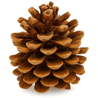 NaDeco Pinienzapfen 10 Stück, 8-12cm, Pinus Pinea Pinien Zapfen Groß Tannenzapfen Kiefernzapfen Dekozapfen, Naturdeko Advent Weihnachten Deko Dekoration Adventsdekoration Weihnachtsdekoration