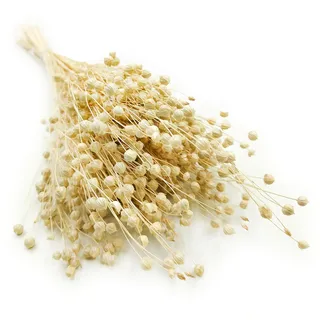 Enchanted Dekogras Getrocknetes Gras Flachs Ziergras Leinen Trockenblumen Natürlich Boho 80 Stück Gebleicht