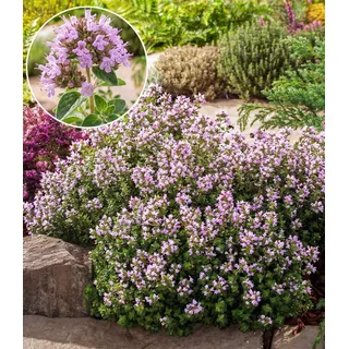BALDUR Garten Bodendecker Winterharter Oregano, 2 St., duftend, pflegeleicht rosa