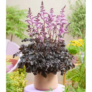 BALDUR Garten Staude Astilbe 'Dark Side of the Moon®', 1 St., Prachtspiere,winterhart, mehrjährig, pflegeleicht lila