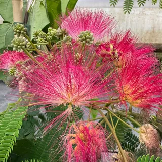 GARTEN SCHLÜTER® Seidenbaum Ombrella 50-70 cm im 5 L Topf | Albizia julibrissin - schirmförmiger Wuchs - rosa Pinselblüten - tolle Herbstfärbung