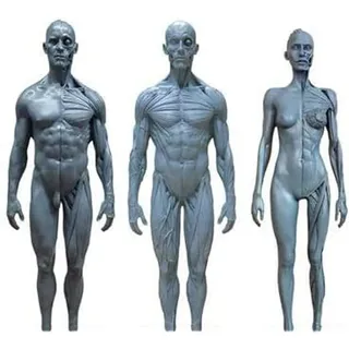 MIZHENG Frau Mann 3 Stücke Menschliche Körper Muskulatur Und Skelett Anatomisches Modell 30 cm Human Anatomiefigur Modell Mit Muskeln Für Schulstudie Und Unterricht