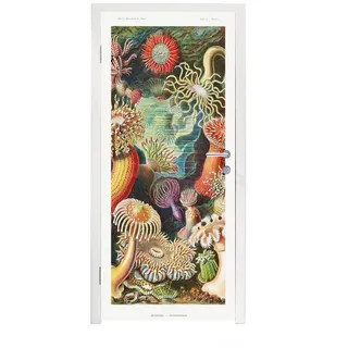 MuchoWow Türtapete Ernst Haeckel - Anemone - Retro - Natur - Pflanzen - Meer, Matt, bedruckt, (1 St), Türfolie Selbstklebend, Türtapete, Türdeko Poster, 95x235 cm bunt 95 m x 235 m