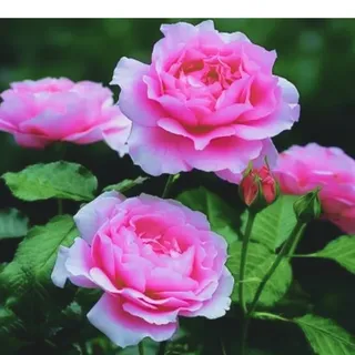 Großblumige Rose – rosa