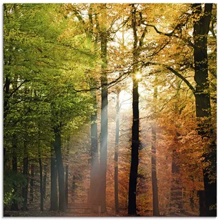 ARTland Wanddeko Glasbilder Wandbild Glas Bild einteilig 50x50 cm Quadratisch Natur Landschaft Wald Herbst Sonne Bäume Landhaus T5VL