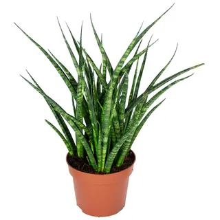 Bloomique - Sansevieria Fernwood Punk - Schwiegermutterzunge - Bogenhanf - Zimmerpflanzen - Luftreinigend - Sehr pflegeleicht - Höhe 20-30 cm - Topf 12 cm