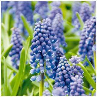 Bloomique Blumenzwiebeln Mischung aus 50 - Muscari Armeniacum - Traubenhyazinthe - blaue Traube, (50-St) grün