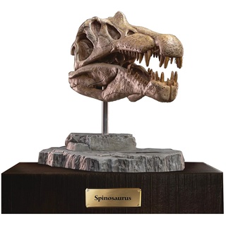STAR ACE Spielzeug - Prähistorische Kreaturen Spinosaurus Kopf Schädel Statue (Netz)