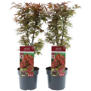Acer palmatum 'Shaina' – 60-80cm - Japanischer Zwerg-Ahorn – Kompakter Zierahorn für Garten & Terrasse - 19cm Topf (2)