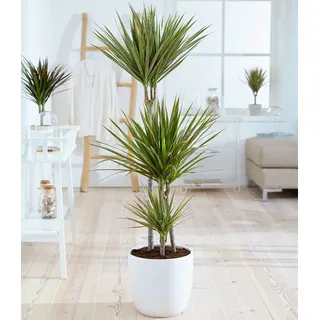BALDUR Garten Zimmerpflanze Drachenbaum Dracaena 'Bicolor' ca. 120 cm hoch, 1 St., Blickfang, pflegeleicht grün