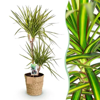 Green boutiQ - Zimmerpflanzen - Dracaena Sunray - Drachenbaum - Wenig Pflege - mit Korb - Grün - Gelb - 1 Pflanze - Topf 21cm - Höhe 90-100cm