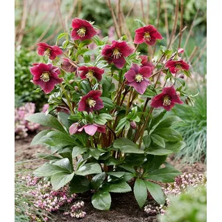 BALDUR Garten Rose Christrose 'ViV® Victoria', 1 St., Reichblühend, immergrün, reichblühend, lange Blütezeit rot