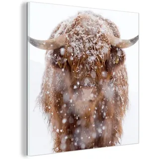 Famanu Glasbild Schottische Hochlandrinder - UV-beständig - 90x90 cm - Natur