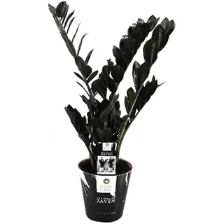 "Zamioculcas Raven 60 cm – Schwarze Zamioculcas Zimmerpflanze, Pflegeleicht & Robuste Pflanze für Innenräume, Dekorative Pflanze für Wohnzimmer & Büro