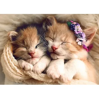 Trefl Schlafende Katzen (Puzzle)