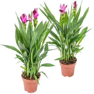 Bloomique - Curcuma Siam - Siamesische Tulpe - Blühende Zimmerpflanzen - Luftreinigend - Höhe 50-60 cm - Topf 14 cm