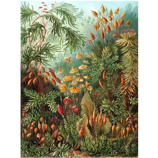 Bumblebeaver Nature Art ERNST Haeckel SEA Plant Biology Germany Vintage Poster Print 12x16 inch 30x40cm Natur Pflanze Biologie Deutsche Jahrgang