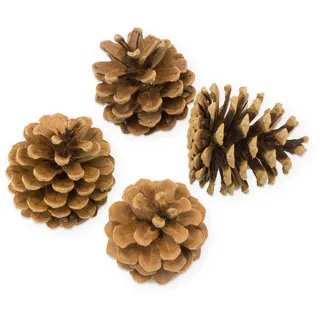 itenga Christbaumschmuck große Deko Tannenzapfen 0,5kg ca 25 Stück ca. 4-8cm Zapfen
