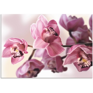 Wandbild ARTLAND "Rosa Orchidee" Bilder Gr. B/H: 100 cm x 70 cm, Alu-Dibond-Druck Blumenbilder Querformat, 1 St., pink Kunstdrucke