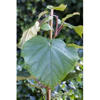 Pflanzen Für Dich Actinidia Deliciosa Atlas Kiwi Ca. 12 cm Topf