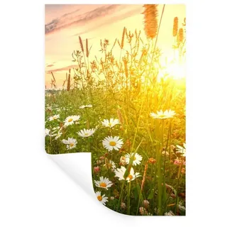 MuchoWow Wandsticker Blumen - Gänseblümchen - Natur - Sonne - Horizont (1 St), Wandtattoo, Selbstklebend, Wohnzimmer, 40x60 cm bunt 40 cm x 60 cm x 0.1 cm