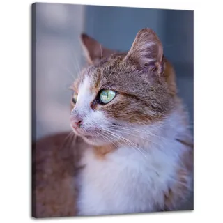 Leinwanddruck Tiere Ingwerkatze 30x40 Cm