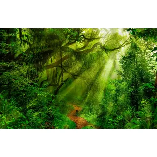 Papermoon Fototapete PAPERMOON "TROPISCHER WALD-BAUM DSCHUNGEL SONNE WEG PALMEN BACH", bunt, B:3m L:2,23m, Vlies, Tapeten