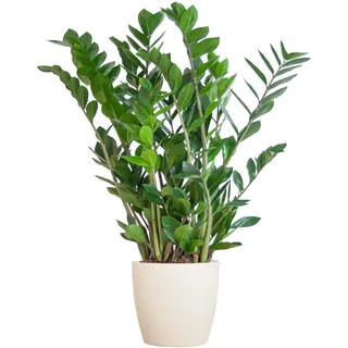 BloomPost Zamioculcas Zamiifolia — 70-80 cm + weißer Fasertopf — Zimmerpflanze — pflegeleichte Zimmerpflanze — Einfach zu züchtende Heimbüro-Pflanzen — Inklusive Topf