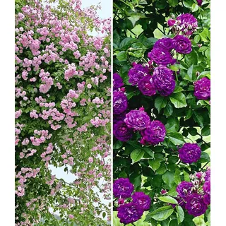 BALDUR Garten Rose Rambler-Rosen-Kollektion blau und rosa, 2 St., Schnellwachsend, winterhart, duftend, pflegeleicht