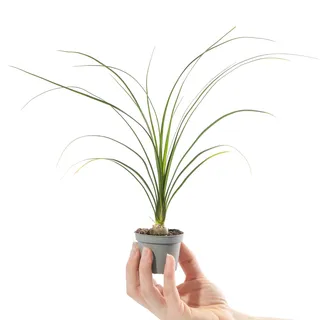 Baby Elefantenfuß Palme Beaucarnea Recurvata Kleine exotische Zimmerpflanze