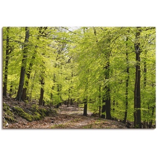 Wandbild ARTLAND "Die Buchen im Frühling" Bilder Gr. B/H: 90 cm x 60 cm, Leinwandbild Wald, 1 St., grün Kunstdrucke als Alubild, Leinwandbild, Wandaufkleber oder Poster in versch. Größen