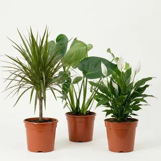 “Luftreiniger” Pflanzenset | 3er-Set | Monstera, Spathiphyllum, Dracaena | ca. 40-70 cm | Ø 12-15 cm Topf | Pflegeleichte Zimmerpflanzen für Wohnung und Büro
