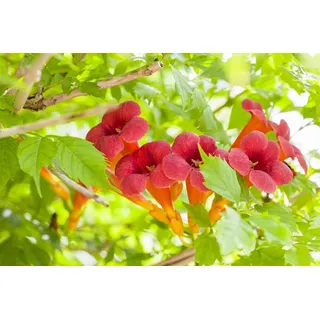 Baumschule PlantaPro Campsis radicans ‘Flamenco’ 40–60 cm – Winterhart & Mehrjährig & Pflegeleicht – Trompetenblume – Kletterpflanze für Pergola & Rankhilfe