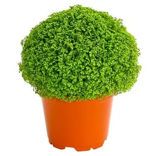 Moosfarn - Selaginella apoda, Grün