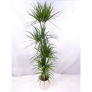 [Palmenlager] - XXL Dracaena marginata 190 cm / 5er(!) Tuff // Drachenbaum