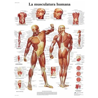 3B Scientific – Laminierte Menschliche Muskulatur Tafel – UV- & Staubgeschütztes Anatomieposter für Studium, Lehre & Kliniken